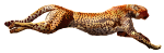 Running Cheetah